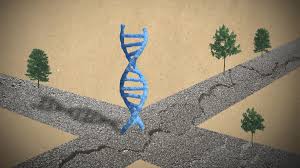 CRISPR Genetic Editing Breakthroughs